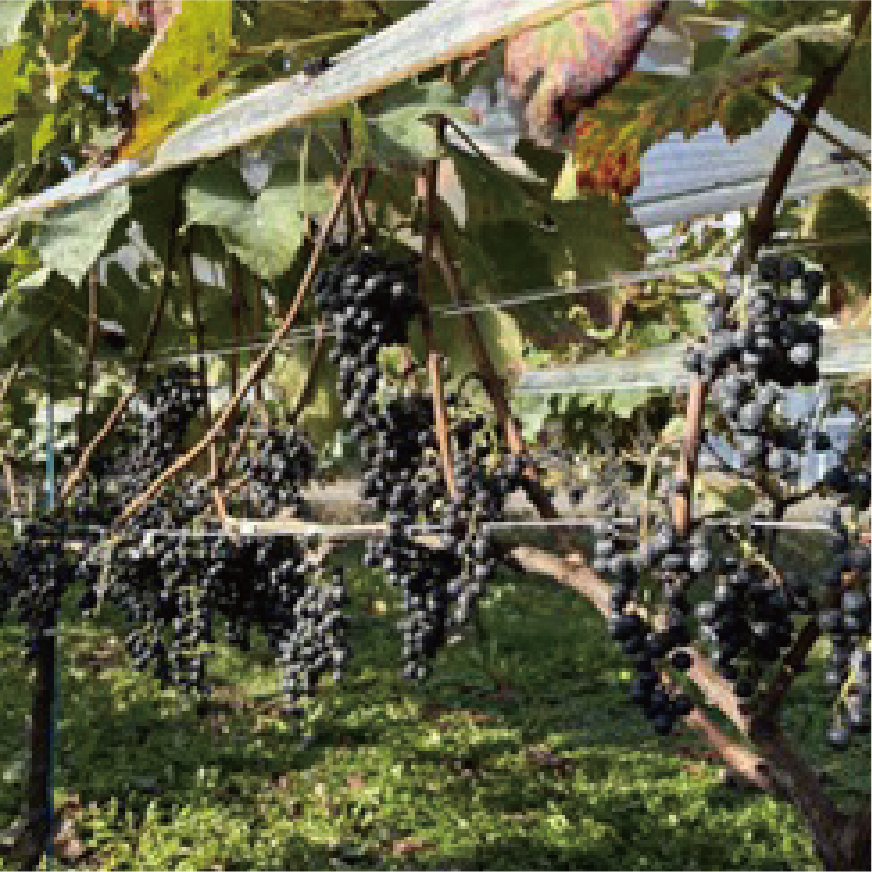 7c winery