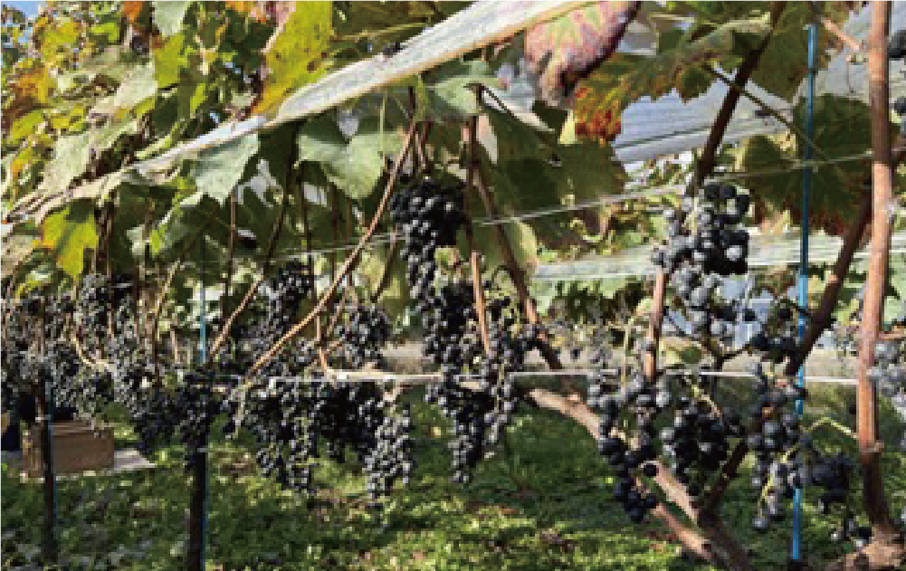 7c winery